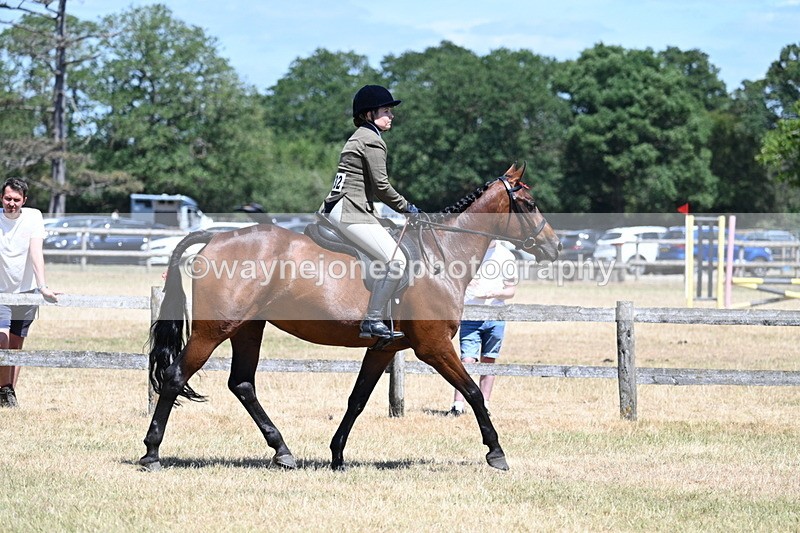 WJ7_2852 - Class 7 Riding Club Show Horse