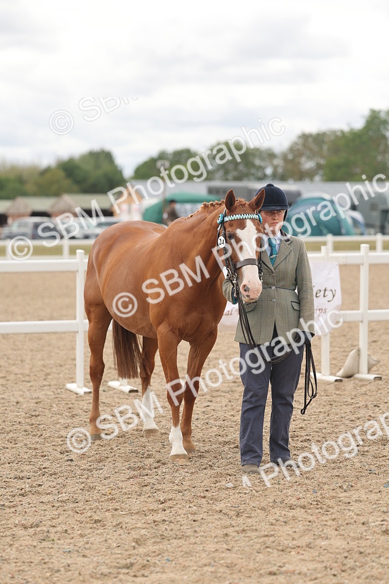 SBM_17017 - Class 312 - IH Competition Horse-Pony