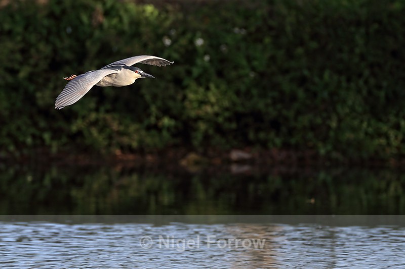 Black-crowned Night-Heron flying dark background, Venice Rookery - Black-crowned Night-Heron