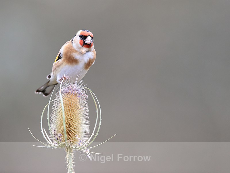Goldfinch perched on teasel, Otterbourne, Hampshire - Goldfinch