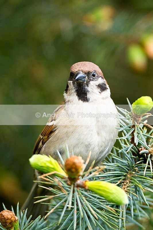20120508-_MG_9933 - Tree Sparrow