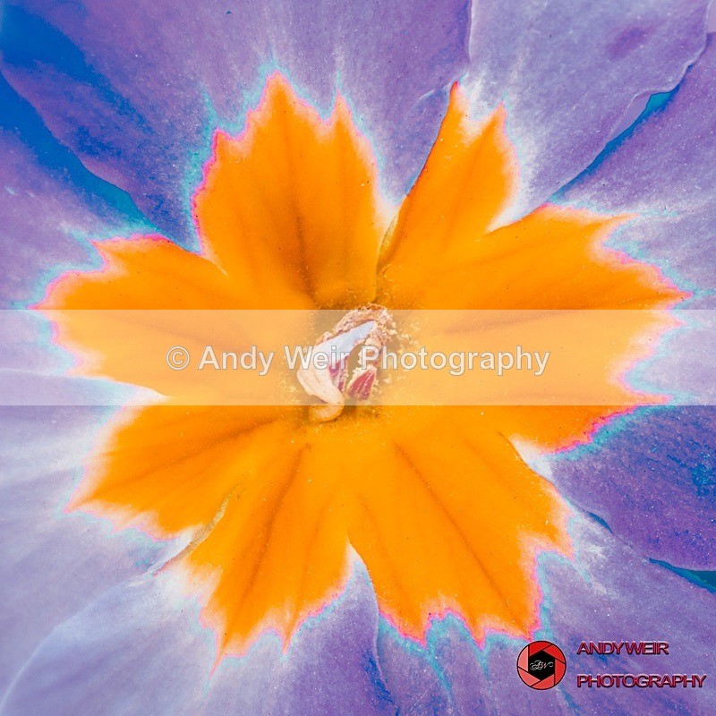 190327-untitled-1L4A0569-Edit-Edit - Plants & Flowers