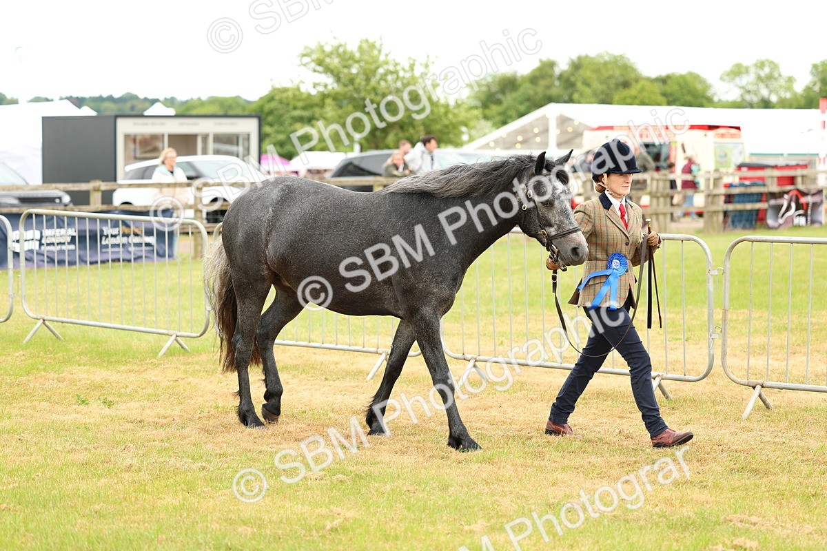 SBM_04264 - Class 64-67 - Shetland Pony In Hand