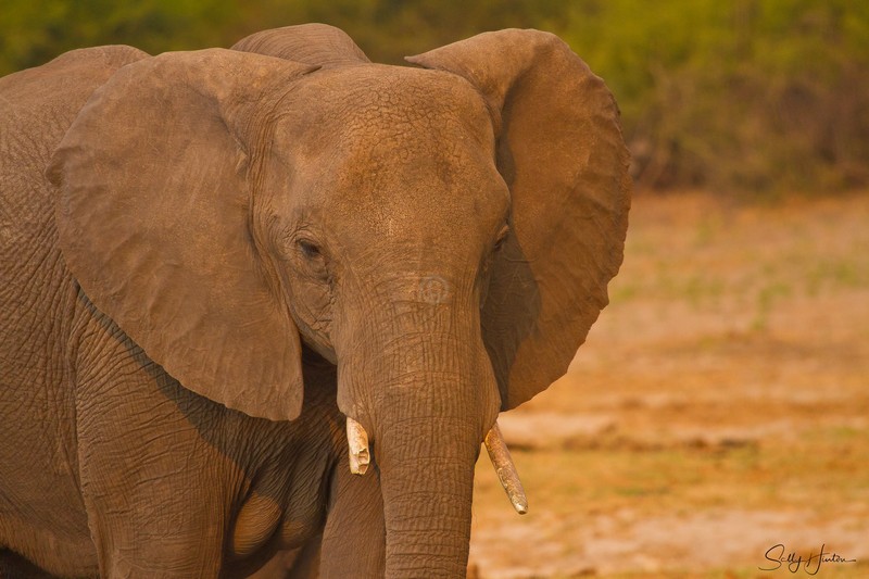 Chobe elephant
