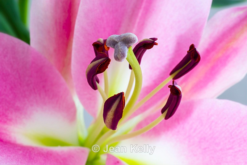 Pink Lily - DSC_4135 - Pink
