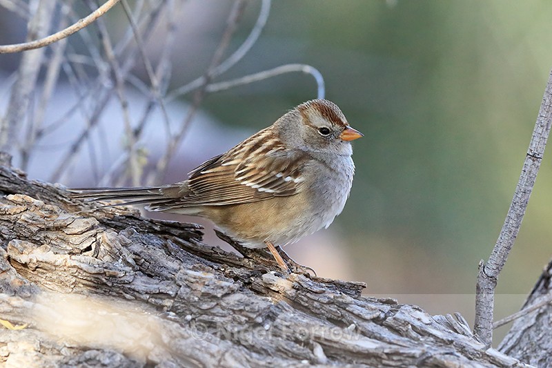 White-crowned Sparrow (immature), Bosque del Apache, New Mexico - White-crowned Sparrow