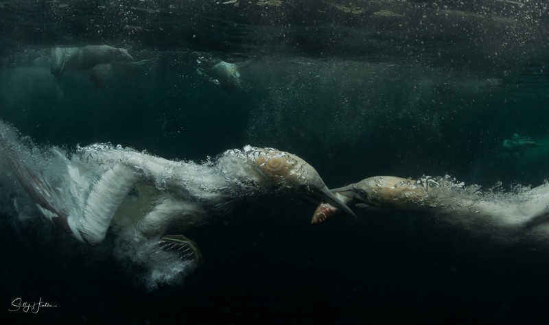 Gannets Underwater 6