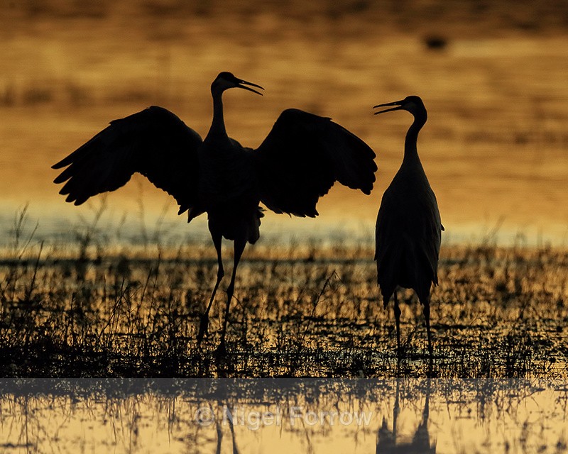 Sandhill Crane interaction at sunset, Bosque del Apache, New Mexico - Sandhill Crane