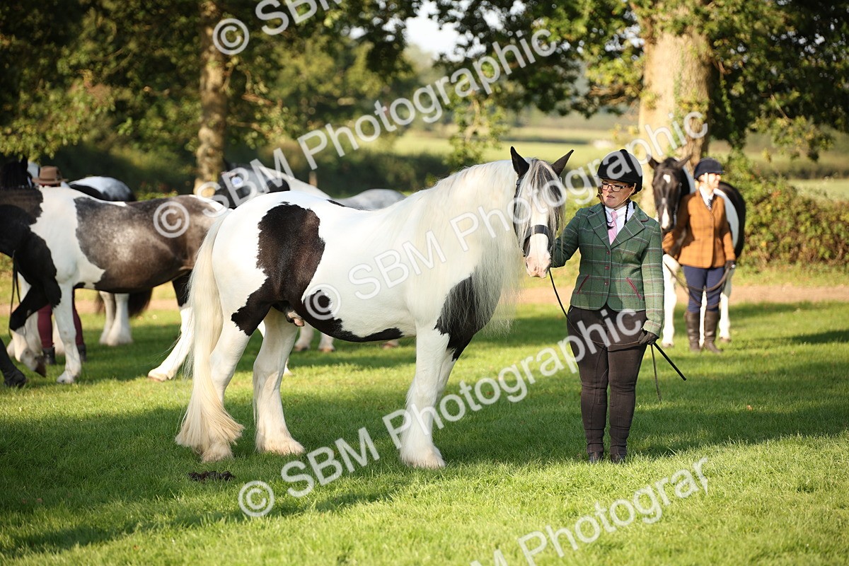 SBM_58723 - S51 - Piebald & Skewbald Horse In Hand