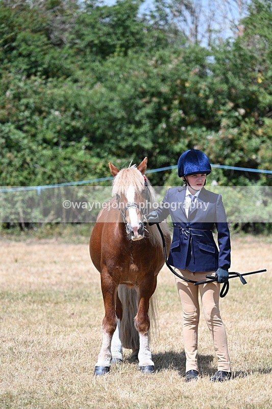 WJ7_2168 - Class 5 Most Handsome Gelding (up to 14.2hh) in hand