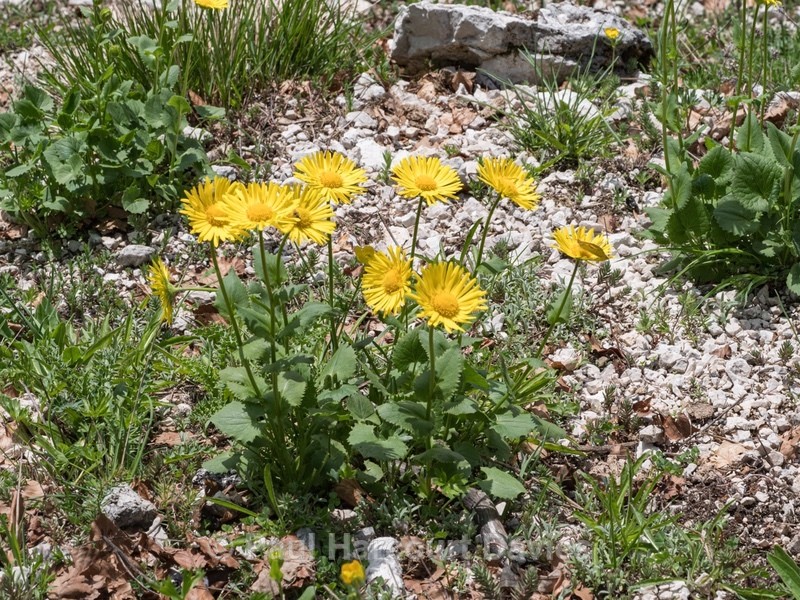 Eastern leopard's bane (Doronicum columnae)  - Flowers in the Landscape - 2