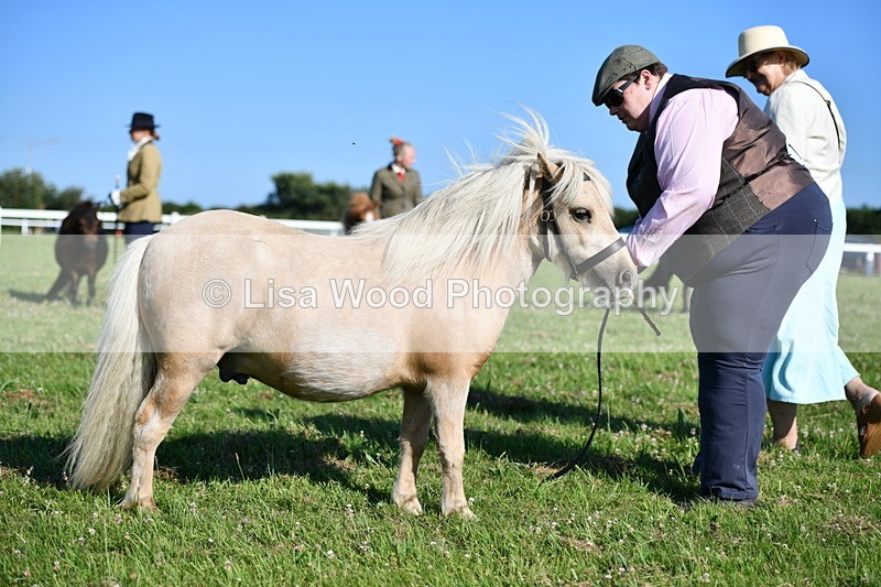 DSC_5642 - Class 49: NPS Shetland Youngstock