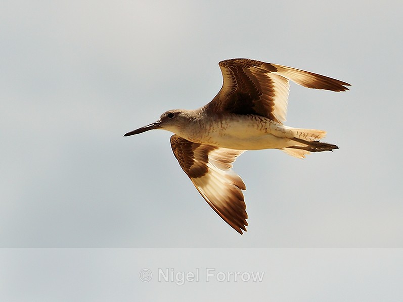Willet in flight above the Rio Esquinas, Costa Rica - Willet