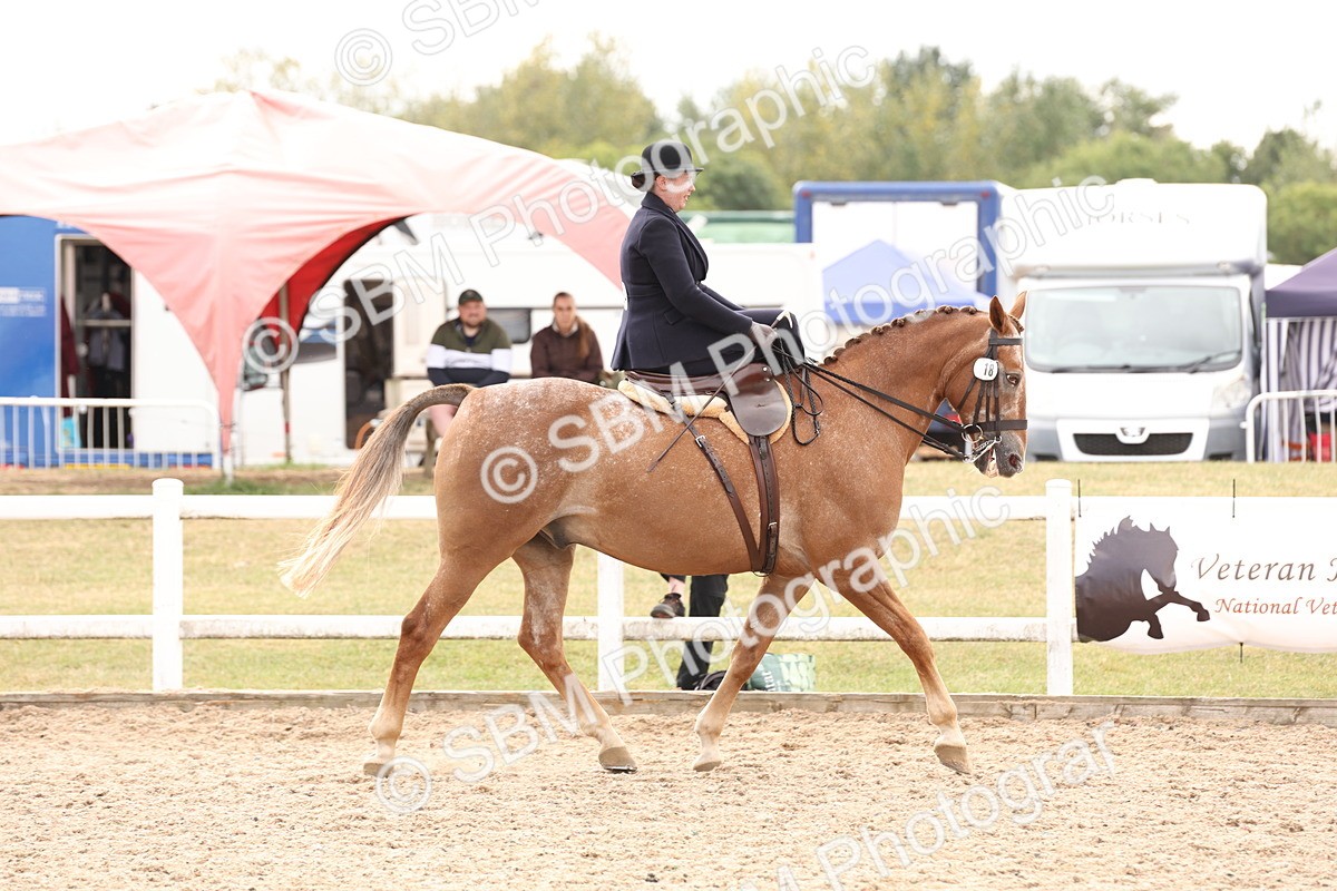 SBM_16392 - Class 211 - Best Side Saddle Horse - Pony