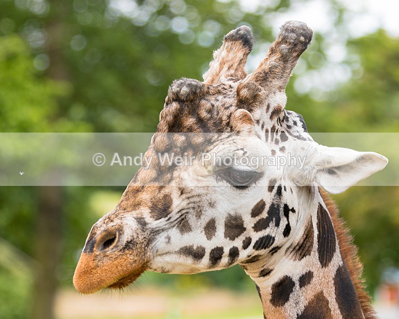 20150725-8E0A0277 - Captive Animals