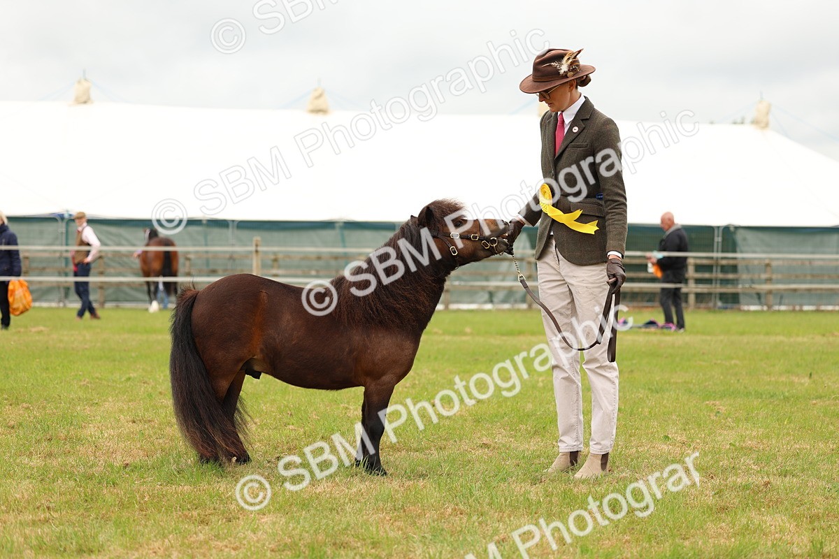 SBM_04494 - Class 64-67 - Shetland Pony In Hand