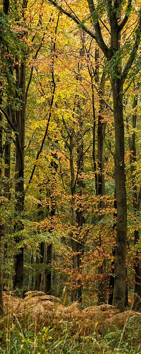  - Autumn