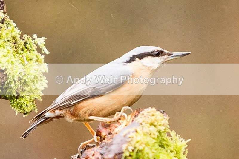 20120218-_MG_8726 - Nuthatch & Treecreepers