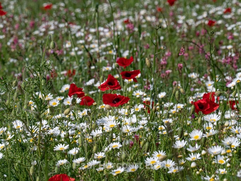 Weeds of cultivation Apennines Italy. scarlet field poppies (Papaver rhoeas), pink sainfoin (Onobrychis sp) white ox-eye daisies( Leucanthemum vulgare, - Flowers in the Landscape - 2