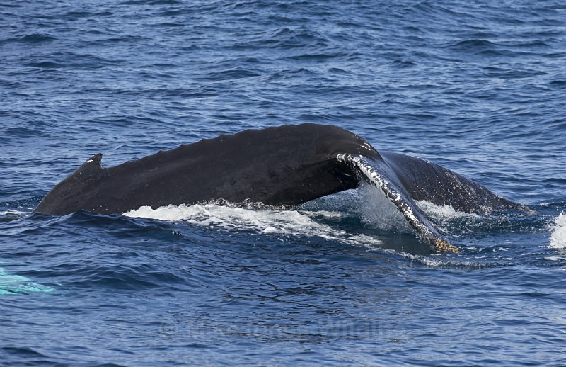 Humpback Whale, Pico Island, Azores - FAVOURITES WILDLIFE GALLERY. Selected images from the wildlife collections.