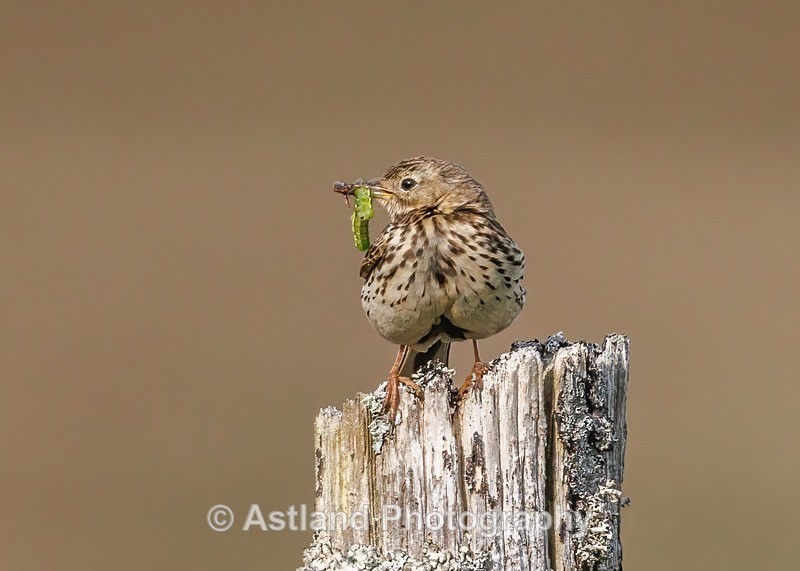 Meadow Pipit - Latest Images