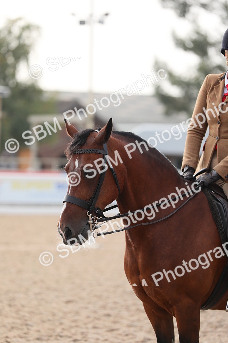 SBM_10074 - Class 302 Ridden M&M -Large Breeds