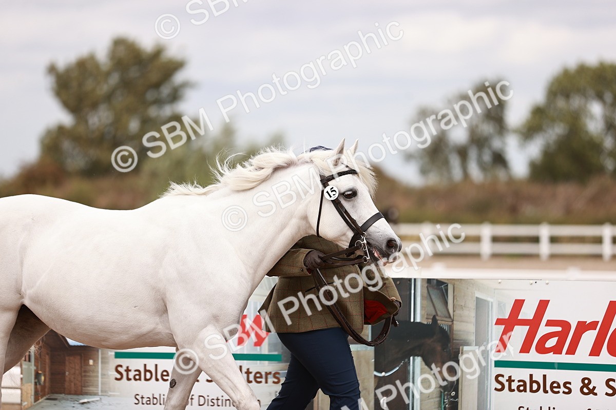 SBM_16100 - Class 411 - Prettiest Mare - (IH or Ridden Adult)