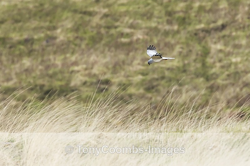 Hen Harrier (m) - Mull