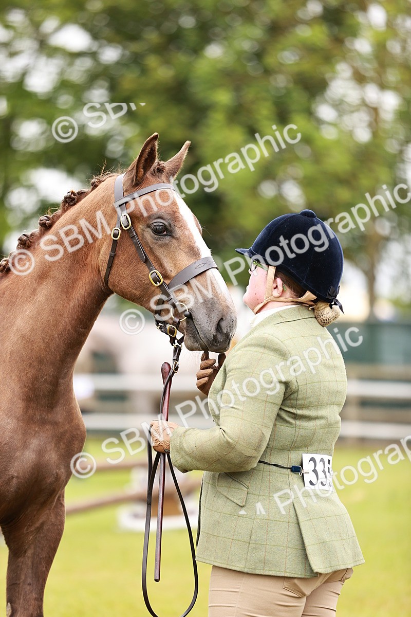 SBM_00683 - Class 26-30 Sport Horse In Hand