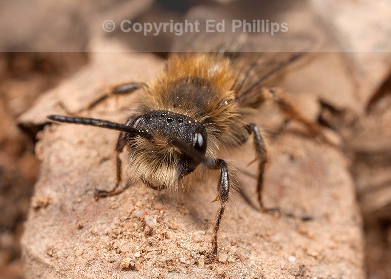 Andrena clarkella (m)