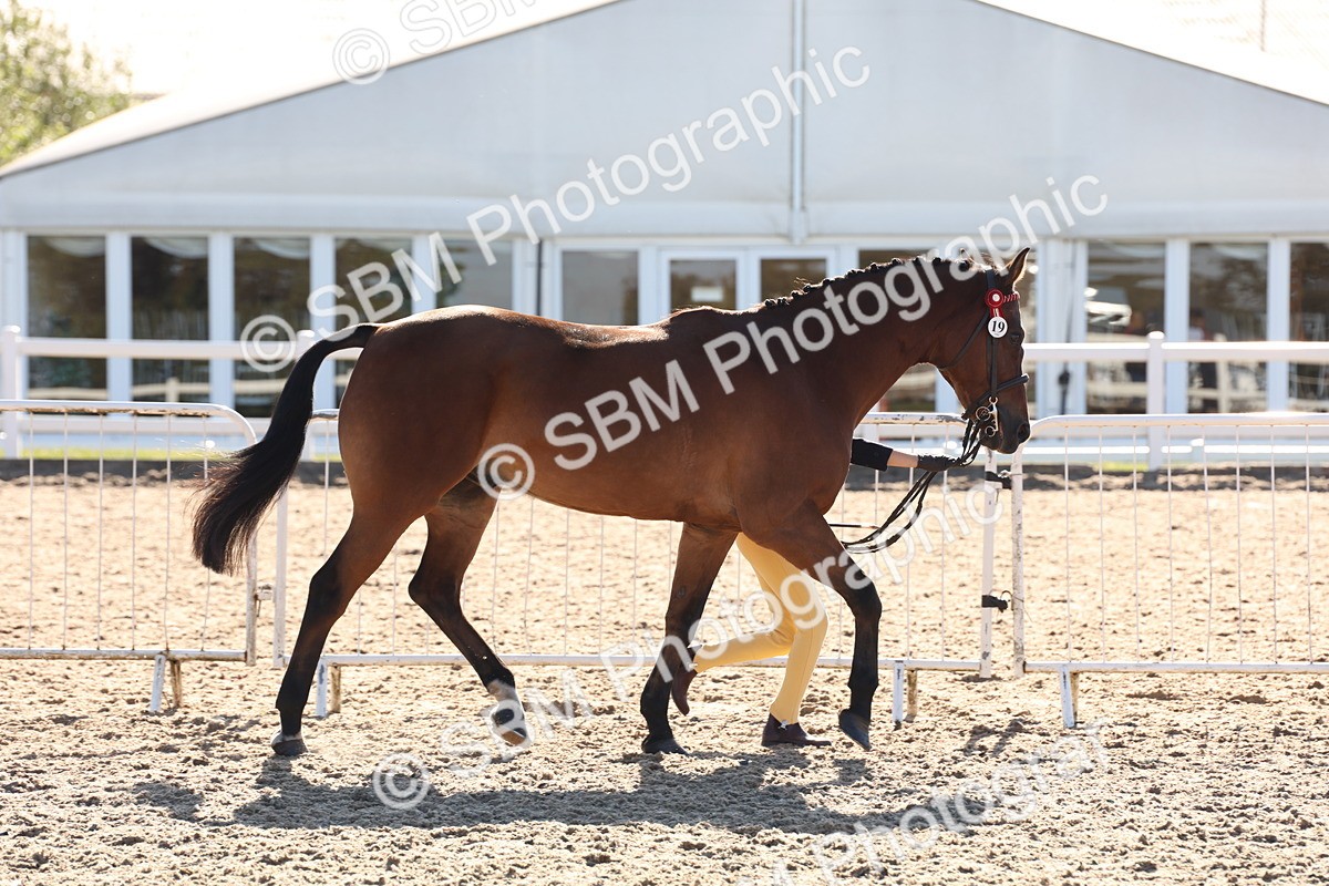 SBM_11722 - Class 204 - Young Handler 11 to 16 years