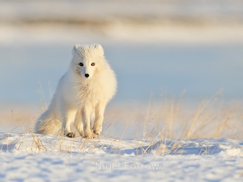 Wide-eyed Arctic Fox, Svalbard, Norway - Arctic Fox