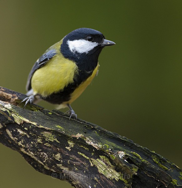 GREAT TIT REF GT 1 - THE GREAT TIT