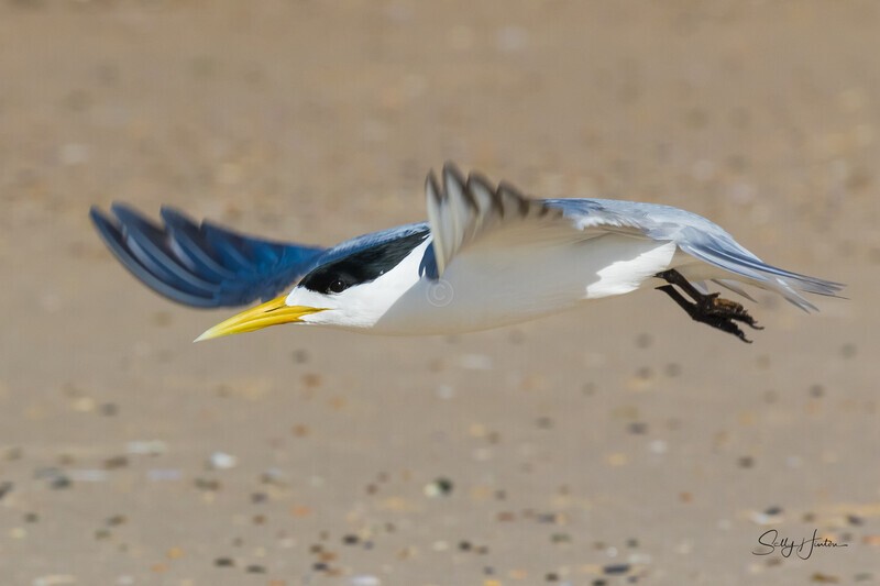 Flying 13 - Crested Terns