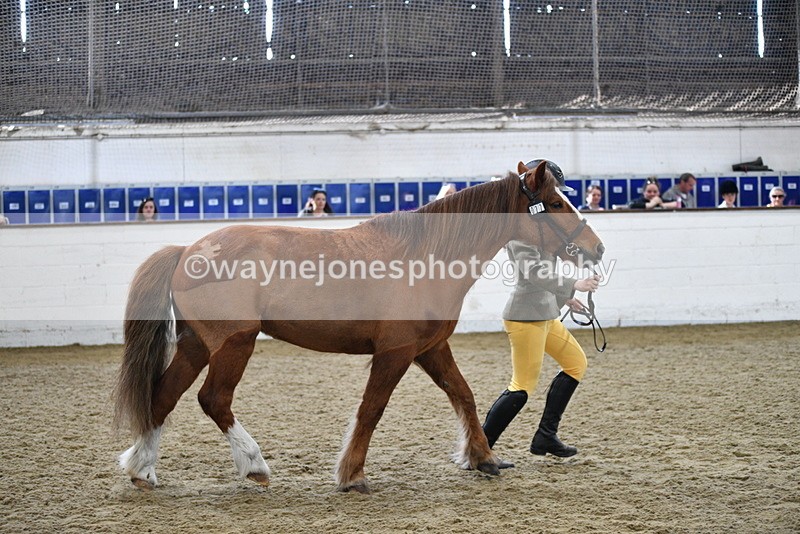 WJ5_4470 - Class 3 Part Bred In hand