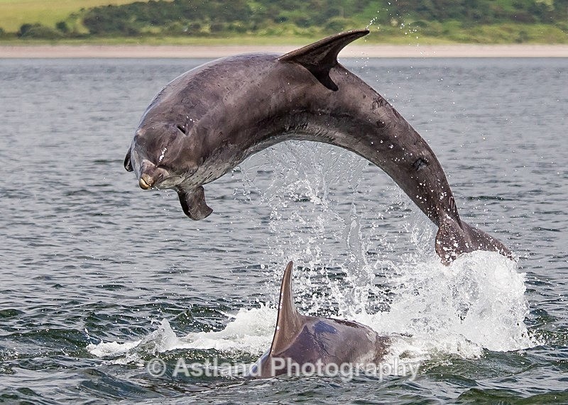 Astland Photography, Bird and Wildlife Images, Susan and Peter Wilson, U.K.