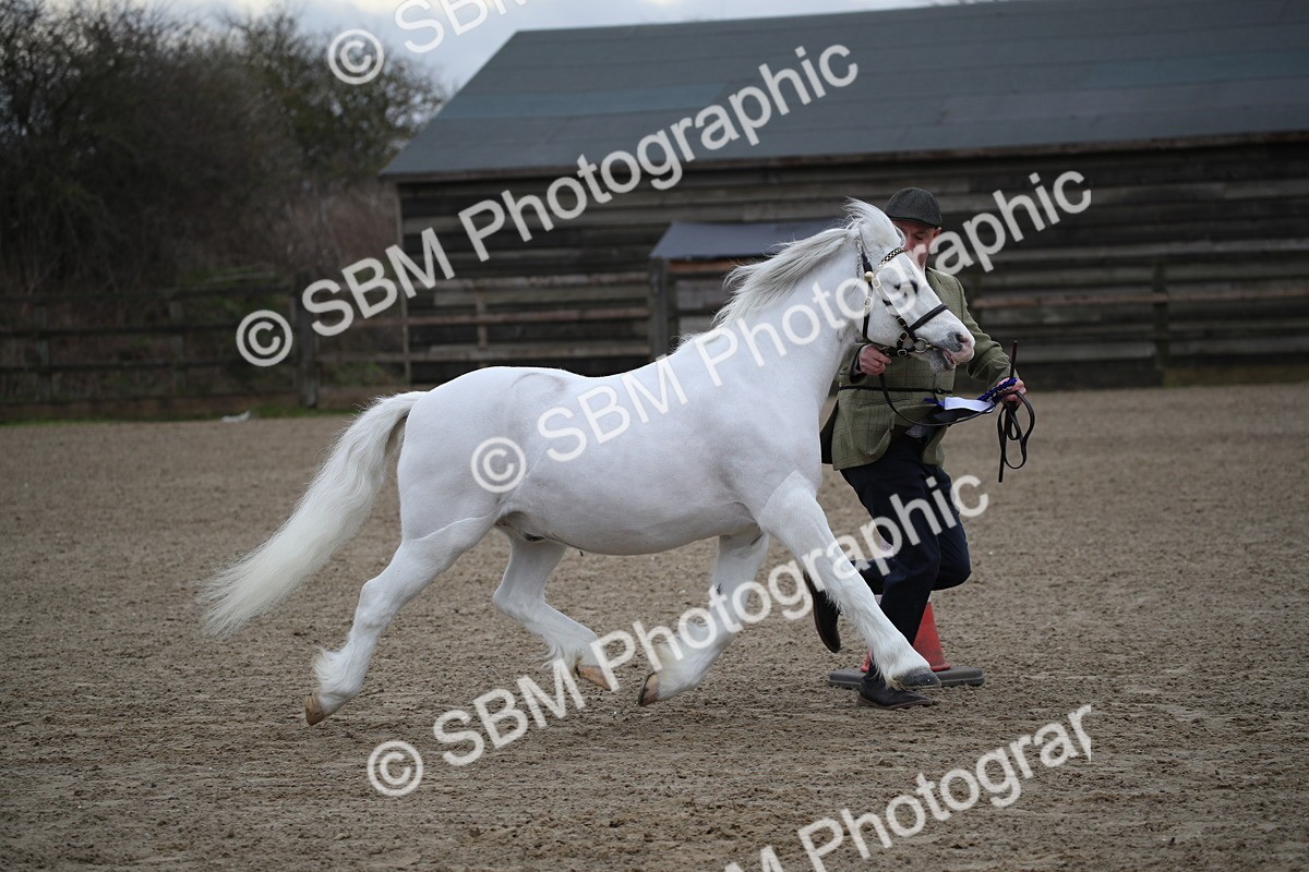 SBM_003958 - Class 1-4 - Young Stock classes Inc. In Hand Championship