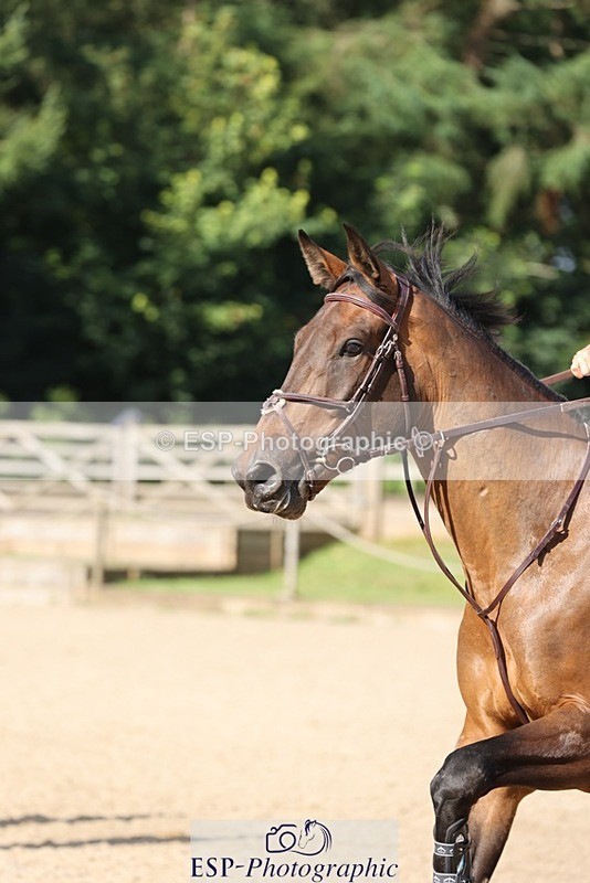 240711-090658-24596 - Cls 119 5 Yr Old Qualifier 1.10m