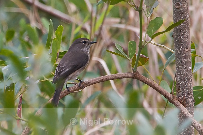 African Dusky Flycatcher perched on a branch - African Dusky Flycatcher