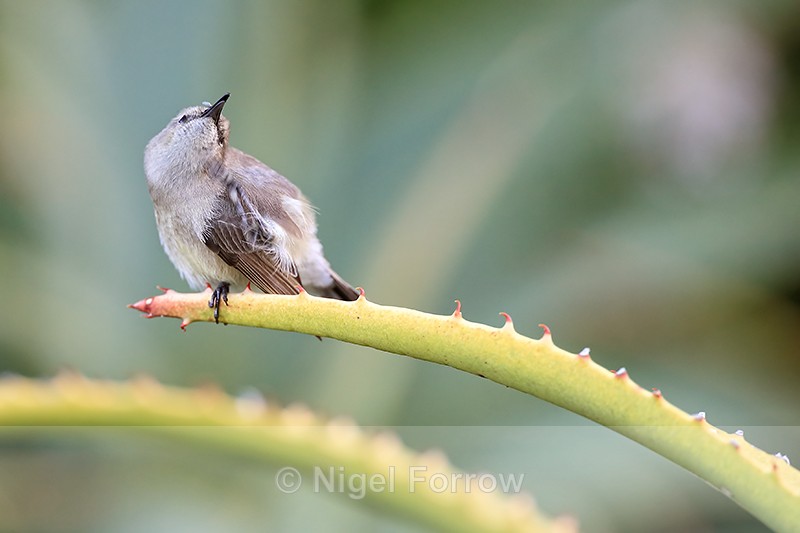 Southern Double-collared Sunbird (female) scratching, South Africa - Southern Double-collared Sunbird