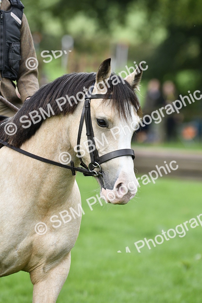 SBM_35416 - S30 - Nursery Stakes Working Hunter Pony