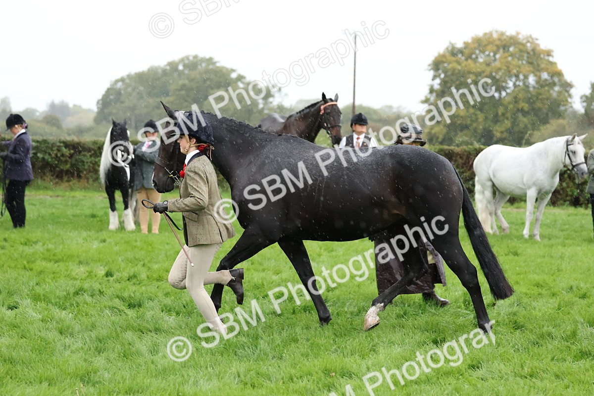 SBM_35323 - S10 - Best In Hand Horse & Pony