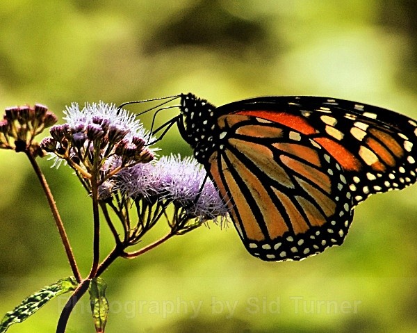 butterfly from the side - Nature