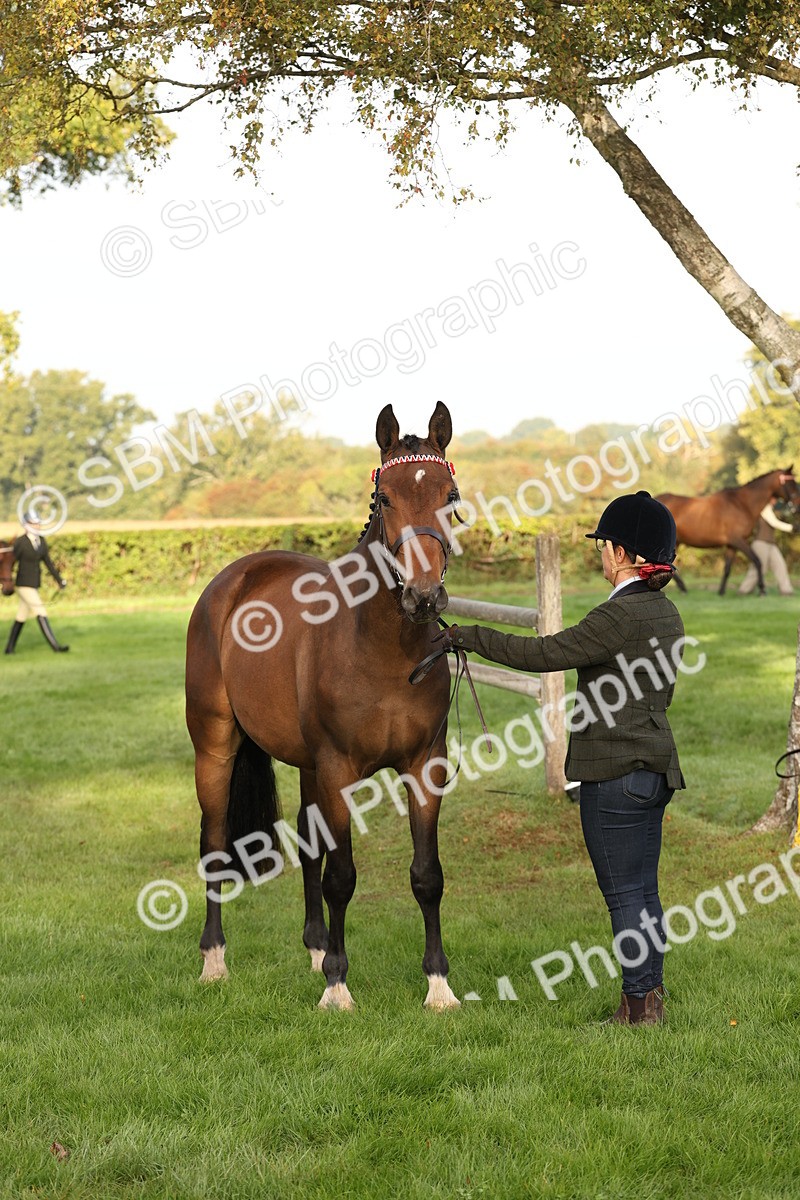 SBM_54966 - S52 - Riding Horse & Hack & thoroughbred In Hand