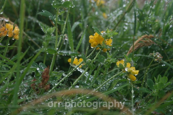  - Flowers