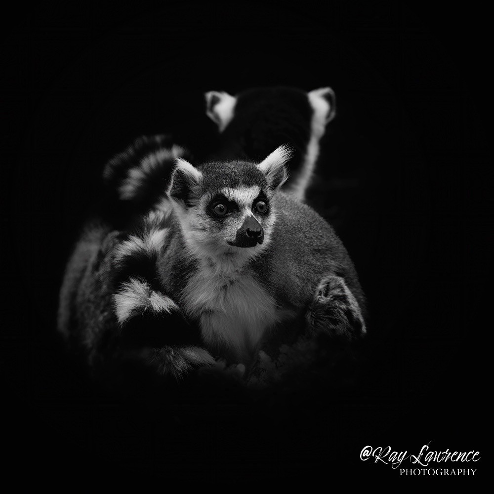 Ring Tailed Lemurs -RLP_8149 - Monochrome Zoo