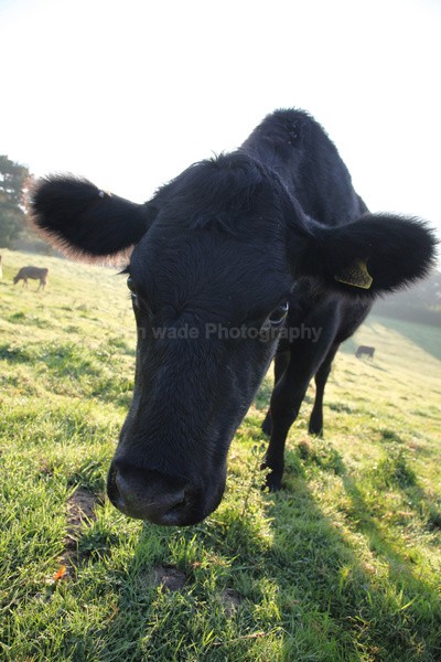 Tuckets Field Cows _031 - Somerset landscape Photography