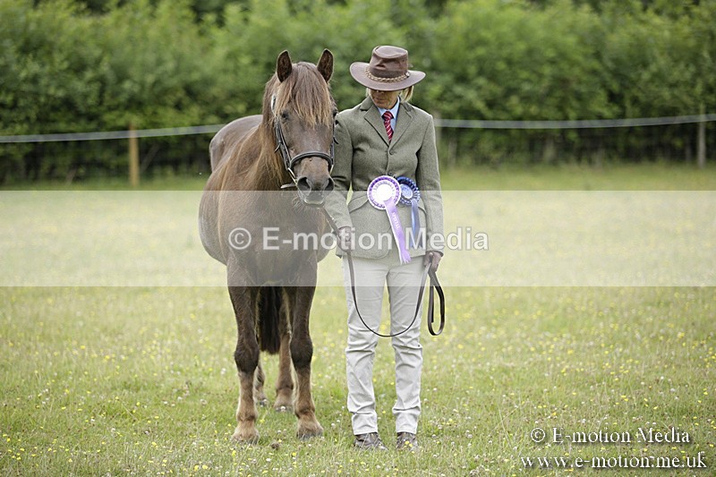 BVR160717-1115 - In Hand Championship 16/07/17