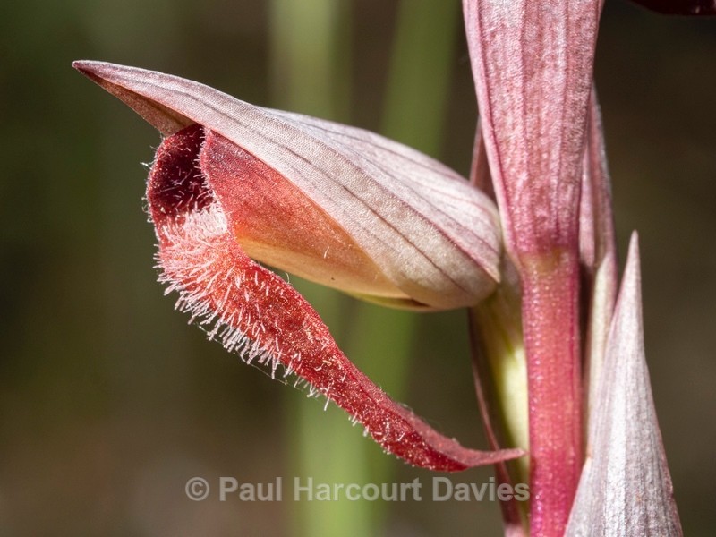 Ploughshare orchid (Serapias vomeracea) - Wild Orchids 2021