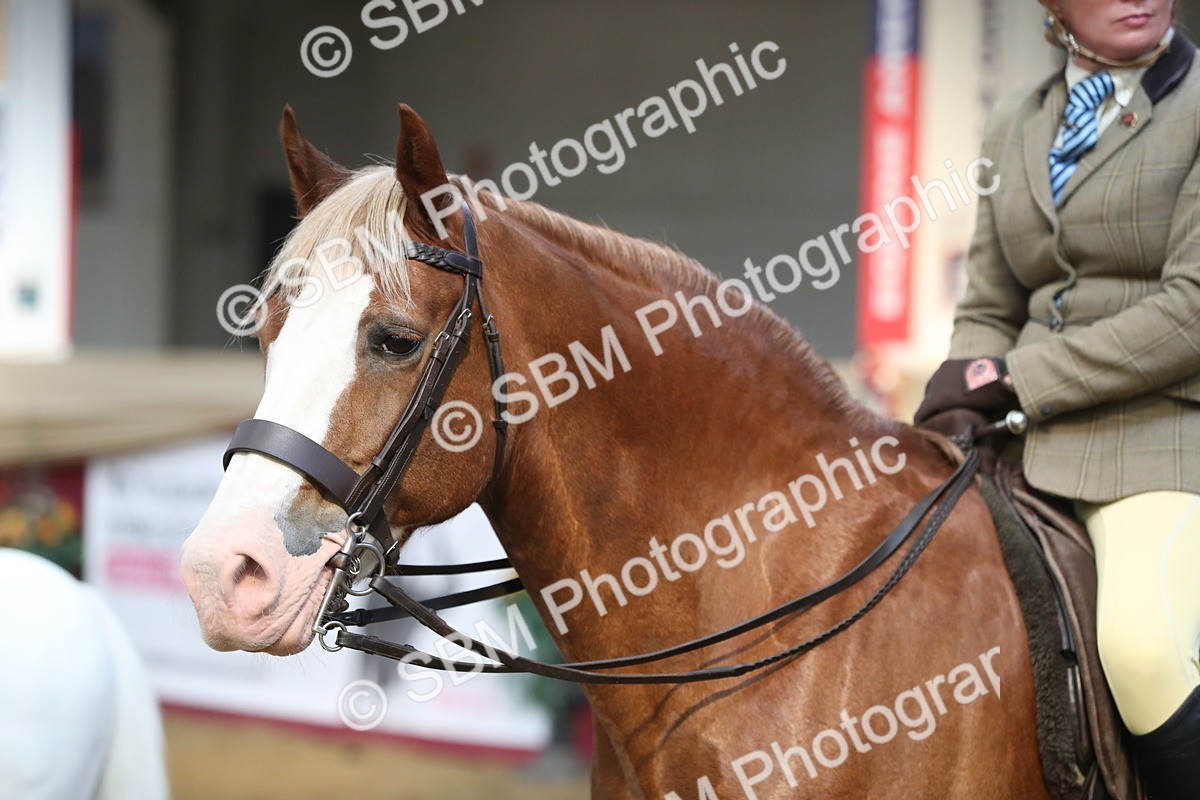 SBM_08373 - Class 11R Regional Ridden Veteran